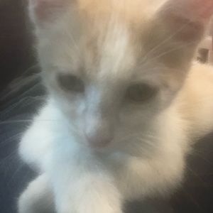 Meet your Posher, Haley